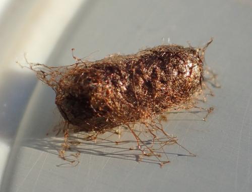 Réf. 183 877 : Pristiphora appendiculata
